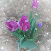 ヒメ日記 2025/04/07 19:33 投稿 みちる モアグループ大宮人妻花壇