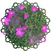 ヒメ日記 2025/04/29 12:33 投稿 みちる モアグループ大宮人妻花壇