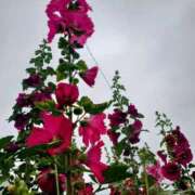 ヒメ日記 2025/05/25 15:48 投稿 みちる モアグループ大宮人妻花壇