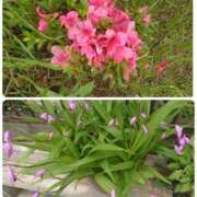 ヒメ日記 2025/05/27 19:03 投稿 みちる モアグループ大宮人妻花壇