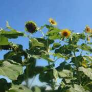 ヒメ日記 2025/07/29 10:45 投稿 みちる モアグループ大宮人妻花壇