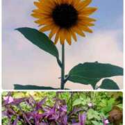 ヒメ日記 2025/09/16 10:09 投稿 みちる モアグループ大宮人妻花壇