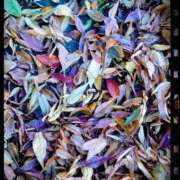 ヒメ日記 2025/11/11 10:03 投稿 みちる モアグループ大宮人妻花壇