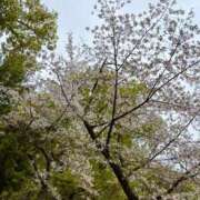 ヒメ日記 2026/04/11 02:52 投稿 れい Number Five 品川（シンデレラグループ）