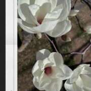 ヒメ日記 2026/03/04 15:31 投稿 にこ DIVA-ディーバ-【DIVAグループ】