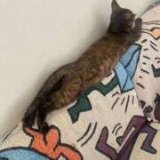 ヒメ日記 2025/03/27 17:55 投稿 もか ワンダフル