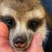 ヒメ日記 2026/02/12 19:18 投稿 もか ワンダフル