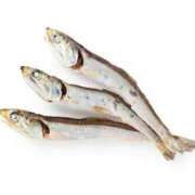 ヒメ日記 2025/09/28 01:00 投稿 ミサキ ツートップ