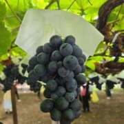 ヒメ日記 2025/10/16 18:12 投稿 たまき 熟女の風俗最終章 本厚木店