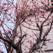 ヒメ日記 2026/02/19 20:47 投稿 たまき 熟女の風俗最終章 本厚木店