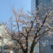 ヒメ日記 2026/04/01 08:21 投稿 たまき 熟女の風俗最終章 本厚木店