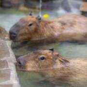 ヒメ日記 2025/08/12 09:36 投稿 七瀬雪菜 五十路マダム愛されたい熟女たち 津山店