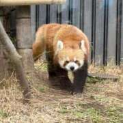 ヒメ日記 2025/03/12 06:19 投稿 土屋　まお ベルサイユの薔薇