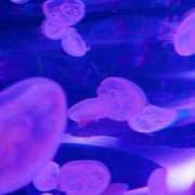 ヒメ日記 2025/02/26 11:34 投稿 のら ぽっちゃり巨乳専門店 町田相模原ちゃんこ