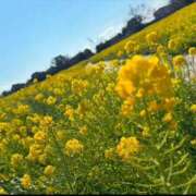 ヒメ日記 2025/04/03 14:34 投稿 のら ぽっちゃり巨乳専門店 町田相模原ちゃんこ