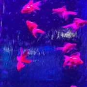 のら ٍٛ  .  ̫ . ٛ ٍ  ◝✩ ぽっちゃり巨乳専門店 町田相模原ちゃんこ