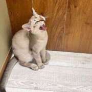 ヒメ日記 2025/03/18 19:03 投稿 さえ ステキなエステは好きですか？