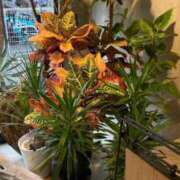 ヒメ日記 2025/04/20 17:19 投稿 AYA『アヤ』 GG