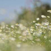 ヒメ日記 2025/11/14 15:17 投稿 ひな ミルキーラテ