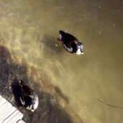 ひな 予定ほうこく🌼 ミルキーラテ