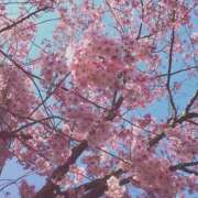 ヒメ日記 2026/03/18 13:42 投稿 ひな ミルキーラテ