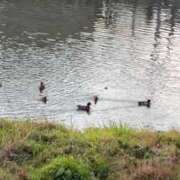 むぎ 🦆 三つ乱本館