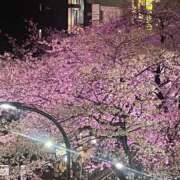 ヒメ日記 2025/04/05 16:47 投稿 りぼん One More 奥様　五反田店