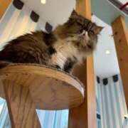 ヒメ日記 2025/06/27 23:23 投稿 ねね マツタケヒロシ