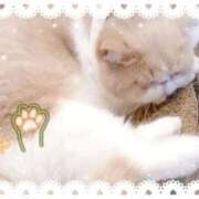 ヒメ日記 2025/12/18 22:21 投稿 ねね マツタケヒロシ