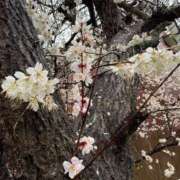 ヒメ日記 2025/03/18 12:34 投稿 美羽 綾乃 東京貴楼館