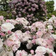 美羽 綾乃 これから出勤だよ🙌💓お時間合う彼様、デートのお誘い待ってるね🥰そして、いつも遅くなっちゃってごめんね🥲🙏デート日程は本文へ😚❤️‍🔥 横浜貴楼館