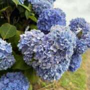 美羽 綾乃 前回久しぶりの出勤でタイミングが合わずお断りしてしまった本彼様達、ごめんね🥲こういう事結構多いなぁ🥲🥲事前にデートのお誘いもらえたら嬉しいな😚🩷 横浜貴楼館