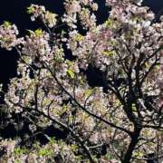 ヒメ日記 2025/03/30 12:58 投稿 ゆず 熟女の風俗最終章 新宿店