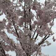 ヒメ日記 2025/03/31 14:28 投稿 ともよ 熟女家 堺東店