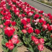 ヒメ日記 2025/04/24 10:28 投稿 ともよ 熟女家 堺東店