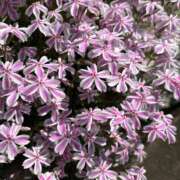 ヒメ日記 2025/04/30 08:45 投稿 ともよ 熟女家 堺東店