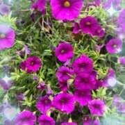 ヒメ日記 2025/05/28 08:38 投稿 ともよ 熟女家 堺東店