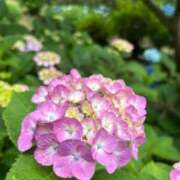 ヒメ日記 2025/06/10 09:18 投稿 ともよ 熟女家 堺東店