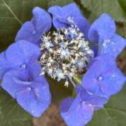 ヒメ日記 2025/06/22 10:18 投稿 ともよ 熟女家 堺東店