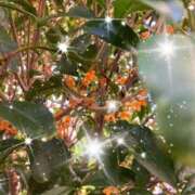 ヒメ日記 2025/11/03 22:17 投稿 ともよ 熟女家 堺東店