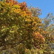 ヒメ日記 2025/11/22 13:37 投稿 ともよ 熟女家 堺東店