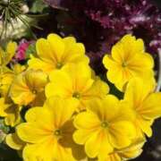 ヒメ日記 2026/03/17 09:37 投稿 ともよ 熟女家 堺東店