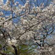 ヒメ日記 2026/04/04 12:00 投稿 ともよ 熟女家 堺東店