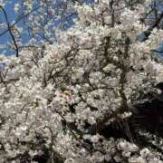 ヒメ日記 2026/04/10 10:57 投稿 ともよ 熟女家 堺東店