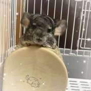 ヒメ日記 2025/02/24 15:05 投稿 こん 池袋あられ