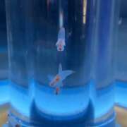 ヒメ日記 2025/04/26 01:41 投稿 澪(みお) 人妻城 横浜本店