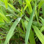 ヒメ日記 2025/08/14 12:59 投稿 澪(みお) 人妻城 横浜本店