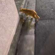 ヒメ日記 2025/10/03 08:56 投稿 澪(みお) 人妻城 横浜本店