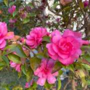 ヒメ日記 2025/12/09 08:39 投稿 澪(みお) 人妻城 横浜本店