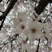 ヒメ日記 2025/04/20 20:38 投稿 ちか 宮城大崎古川ちゃんこ